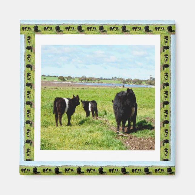 Íman Vacas Galloway Enquadradas, Imã de geladeira (Frente)