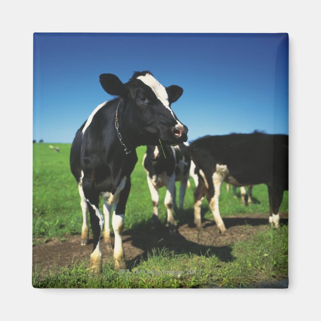 Íman Vacas Holstein num campo (Frente)