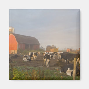 Íman vacas leiteiras Holstein fora de um celeiro ao nas