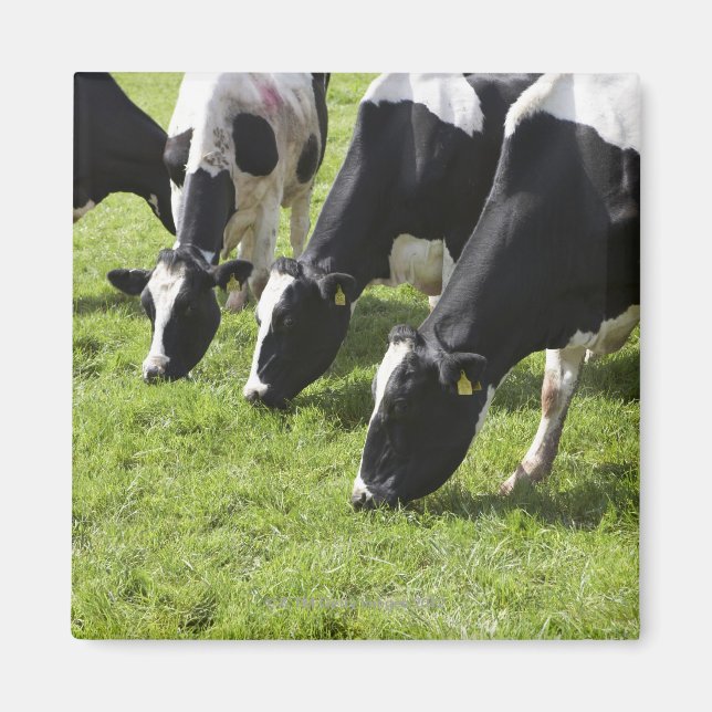 Íman Vacas leiteiras que pastam em pastagens (Frente)