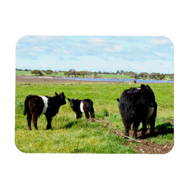 Íman Vacas Múmias E Bebês Galloway, Magnetos Flexíveis (Horizontal)