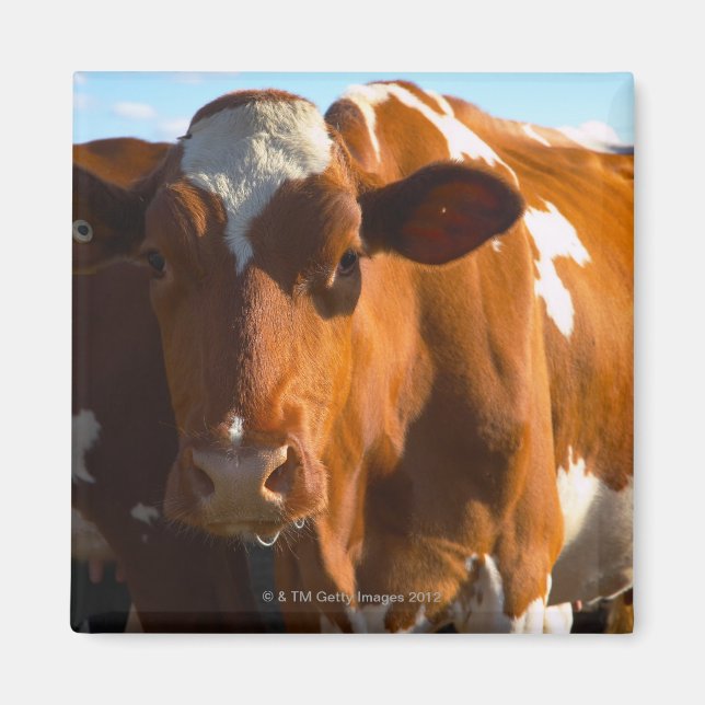 Íman Vacas na fazenda (Frente)