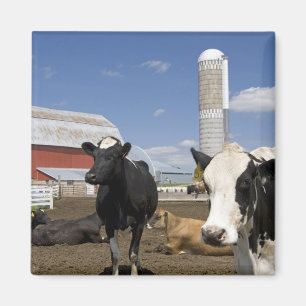 Íman Vacas na frente de um celeiro vermelho e silo em u