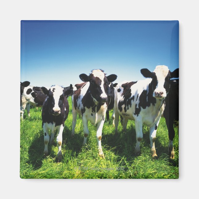 Íman Vacas no campo, cidade de Betsukai, Hokkaido (Frente)