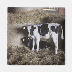 Íman Vacas no celeiro 3