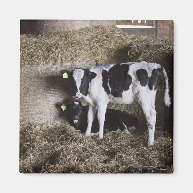 Íman Vacas no celeiro 3 (Frente)
