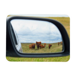 Íman Vacas no espelho