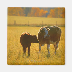 Íman Vacas no pasto