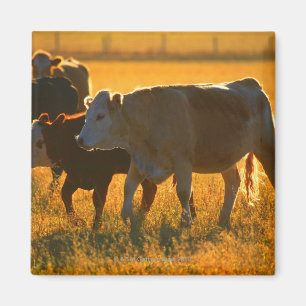 Íman Vacas no pasto 2