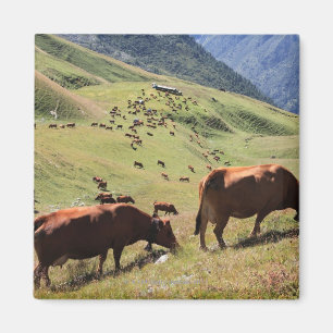 Íman vacas no vale de Tarentaise - raça de Tarine