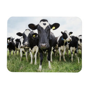 Íman Vacas que estão em seguido de vista a câmera