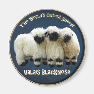 Íman Valais Blacknose - A ovelha mais suja do mundo!