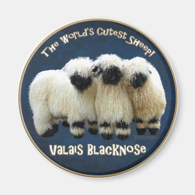 Íman Valais Blacknose - A ovelha mais suja do mundo! (Frente)