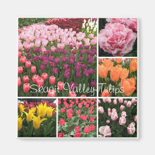 Íman Vale de Skagit, ímã das tulipas de WA