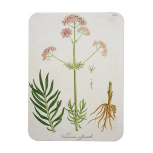 Íman Valerian de "Phytographie Medicale" pelo Ro de