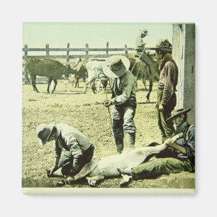 Íman Vaqueiros americanos que marcam uma vitela, c.1900