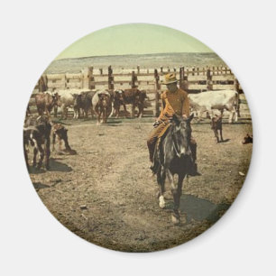 Íman Vaqueiros e vacas