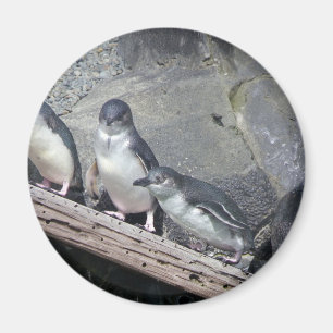 Íman Vara do pinguim
