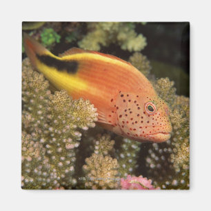 Íman Varas Freckled dos hawkfish em corais rochosos