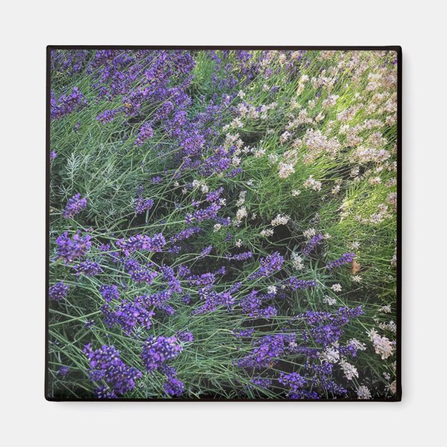 Íman Variedade de Lavandas (Frente)