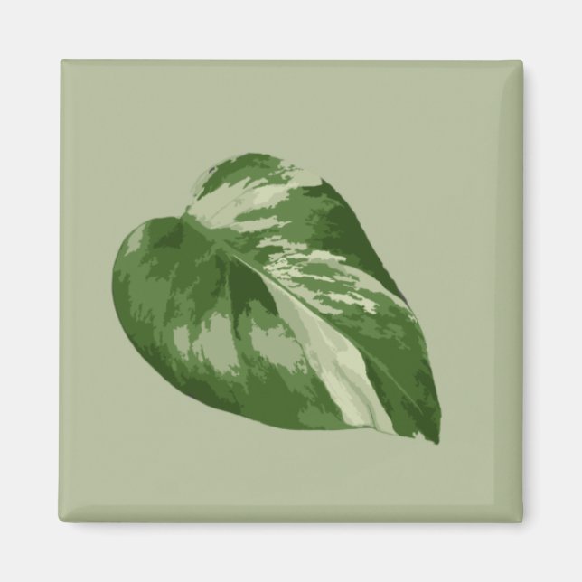 Íman Variegated Monstera Albo Magnet (Frente)