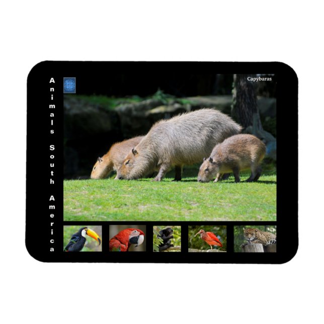 Íman Vários animais da América do Sul (Horizontal)