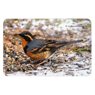 Íman Variou Thrush Songbird no Snowy Ground