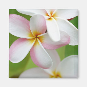 Íman Vazio personalizado flor de Havaí do Frangipani d