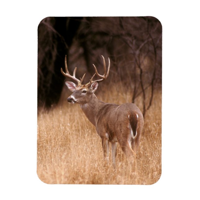 Íman Veado Branco | Parque Estadual de Choke Canyon, TX (Vertical)