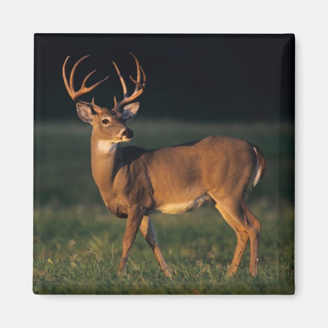 Íman Veado branco | Parque Estadual de Choke Canyon, TX (Frente)