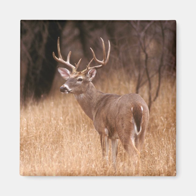 Íman Veado Branco | Parque Estadual de Choke Canyon, TX (Frente)