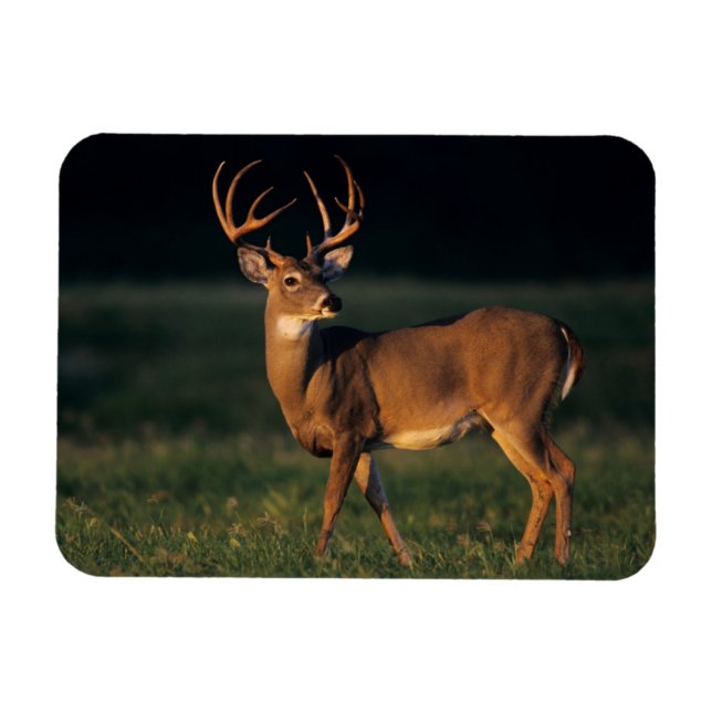 Íman Veado branco | Parque Estadual de Choke Canyon, TX (Horizontal)