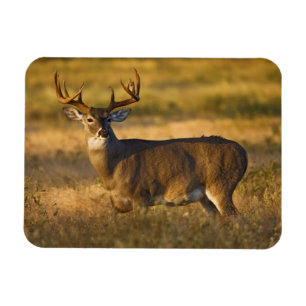 Íman Veado branco Sul do Texas