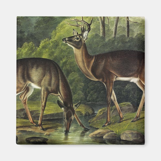 Íman Veado comum (branco) - Quadrupedes de Audubon (Frente)