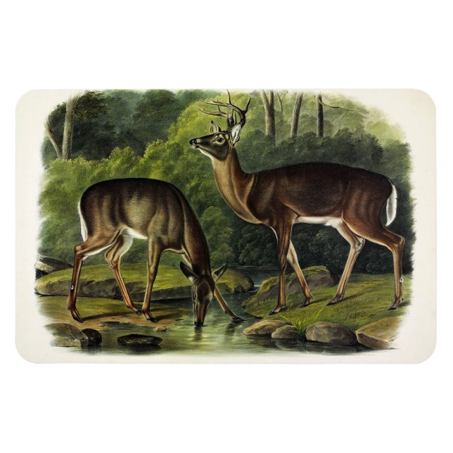 Íman Veado comum (branco) - Quadrupedes de Audubon (Horizontal)