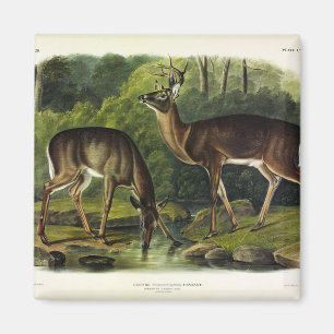 Íman Veado comum (branco) - Quadrupedes de Audubon