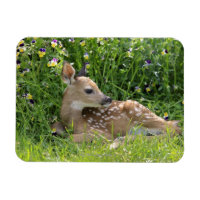Veado-de-cauda-branca (Odocoileus virginianus)
