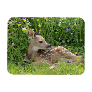 Íman Veado-de-cauda-branca (Odocoileus virginianus)