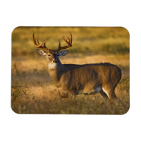 Veado-de-cauda-branca (Odocoileus virginianus) adu