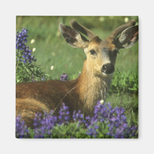 Íman Veado-de-cauda-preta, Odocoileus hemionus