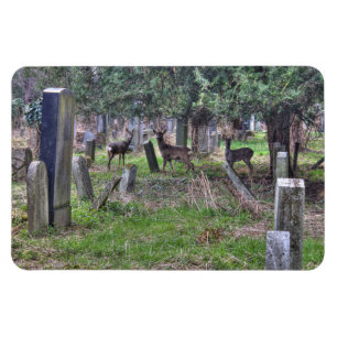 Íman Veado Em Zentralfriedhof