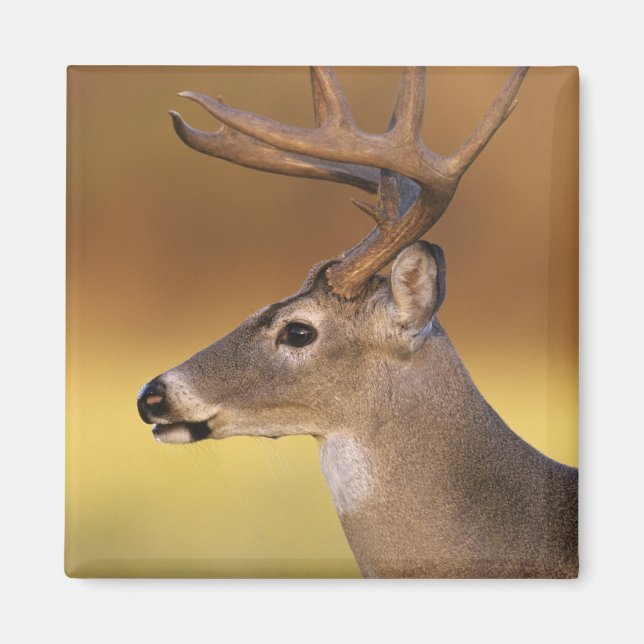 Íman Veado-mateiro, Odocoileus virginianus, (Frente)