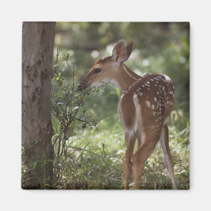 Íman Veado-mateiro, Odocoileus virginianus
