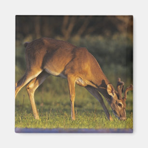 Íman Veado-mateiro, Odocoileus virginianus