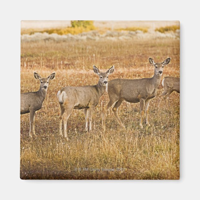 Íman Veado (Odocoileus hemionus) Um à esquerda com (Frente)