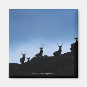 ÍMAN VEADO VERMELHO (CERVUS ELAPHUS) MOSTRADO EM