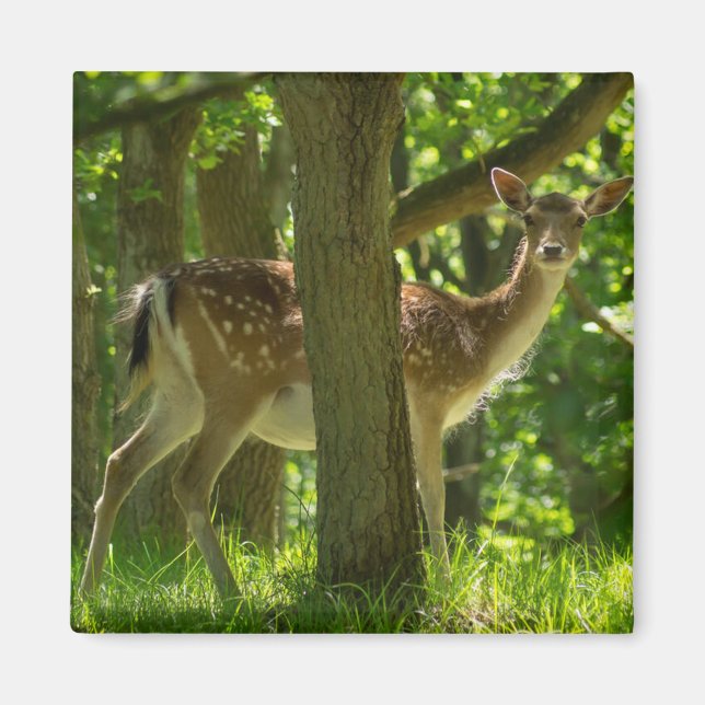 Íman Vedante de Febre Selvagem na Floresta Entre Árvore (Frente)