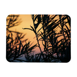 Íman Vegetação ao pôr do sol