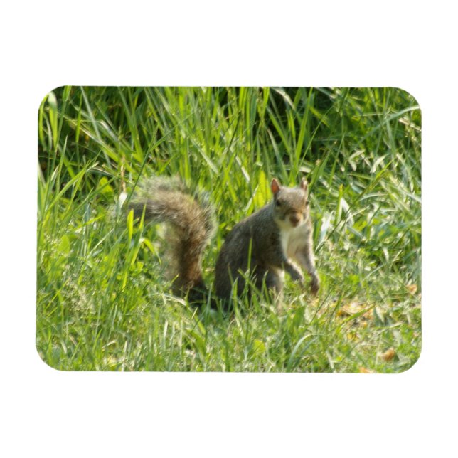 Íman Veja Você Com Um Magneta Flexível (Horizontal)