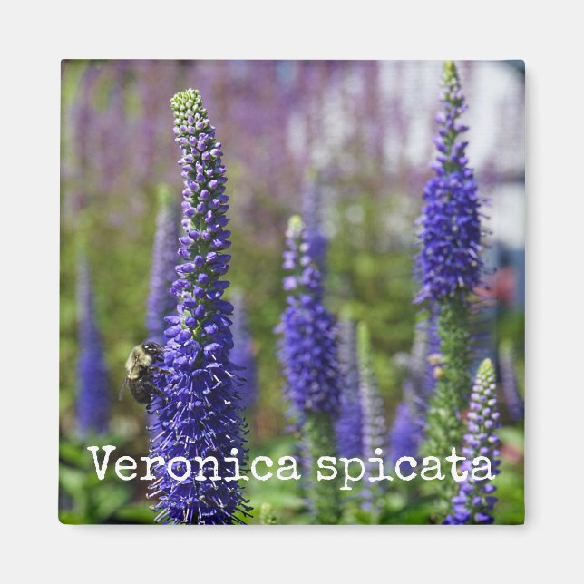 Íman 'Velas Reais' Speedwell Magnet (Frente)